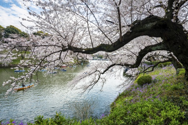 Blooming cherry trees on the banks of Chidorigafuchi Canal, Japanese cherry blossoms in spring, Hanami Festival, Chidorigafuchi Green Way, Tokyo, Japan