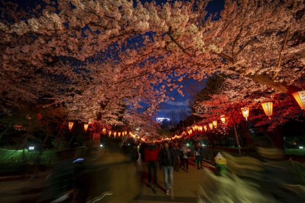 People walking through the park, blooming cherry trees and illuminated lanterns with Japanese lettering in the evening, blue hour, Hanami festival in spring, long exposure, Ueno Park, Tokyo, Japan