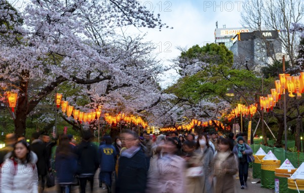 People walking through the park, blooming cherry trees and illuminated lanterns with Japanese lettering in the evening, Hanami festival in spring, long exposure, Ueno Park, Tokyo, Japan