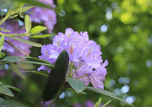 Rhododendron flowers (Rhododendron), with beautiful bokeh, North Rhine-Westphalia, Germany