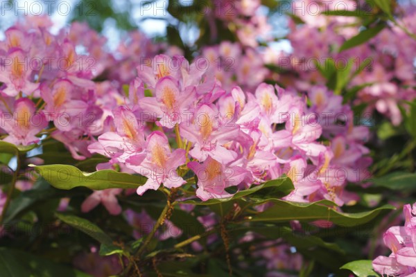 Rhododendron flowers (Rhododendron), North Rhine-Westphalia, Germany