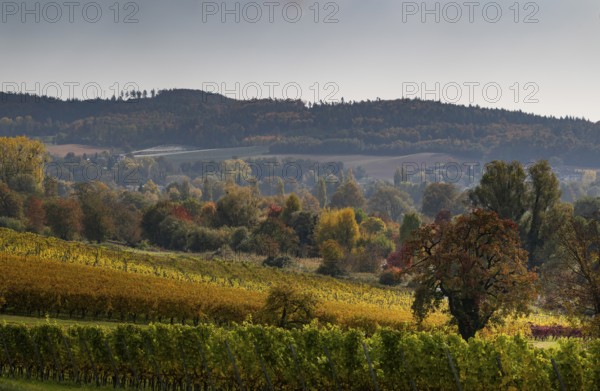Vineyards in autumn, Uhldingen-Mühlhofen am Lake Constance, Baden-Württemberg, Germany