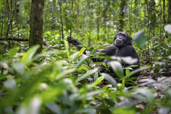 Chimpanzee (Pan Troglodytes) among green leaves, adult male among leaves in the jungle, Kibale National Park, Uganda