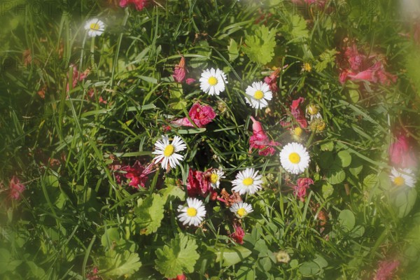 Daisy (Bellis perennis) seen from above in a meadow with alienation, North Rhine-Westphalia, Germany