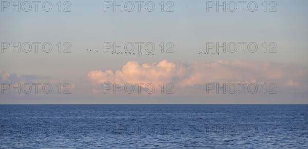 Flying cranes (Grus grus) over the Baltic Sea in the evening, Darß, Mecklenburg-Western Pomerania, Germany
