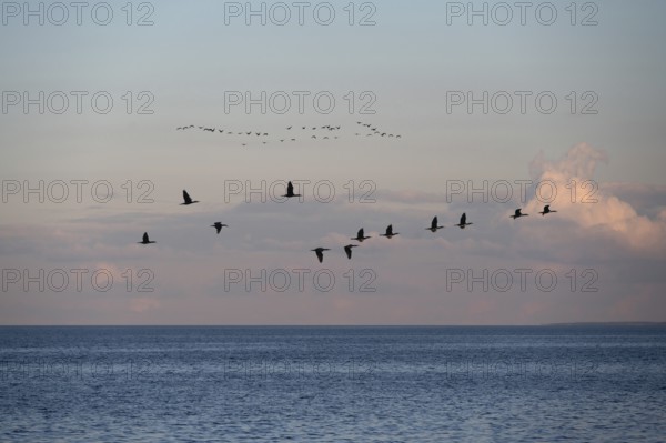 Migrating cranes (wildebeest) in the evening light over the Baltic Sea, Darß, Mecklenburg-Western Pomerania, Germany