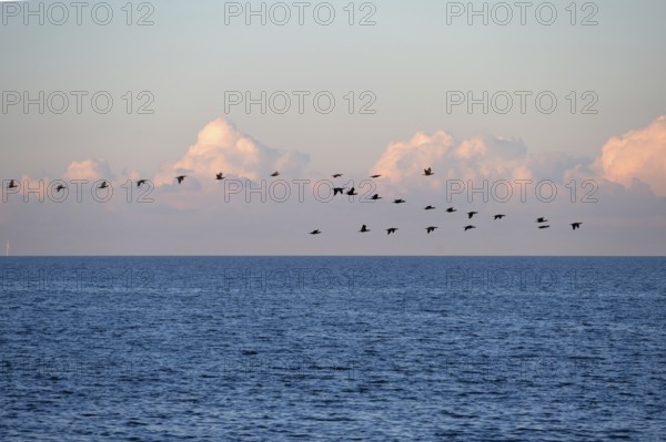 Migrating cranes (wildebeest) over the Baltic Sea, Darß, Mecklenburg-Western Pomerania, Germany