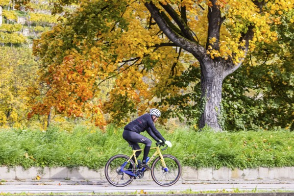 Autumn on the Neckar in Stuttgart-Münster. A tree with brightly colored leaves. The landscape in the Neckar Valley is popular with cyclists. Stuttgart, Baden-Württemberg, Germany