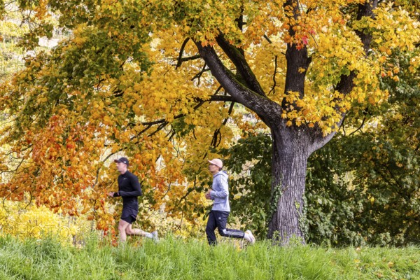 Autumn on the Neckar in Stuttgart-Münster. A tree with brightly colored leaves. The landscape in the Neckar Valley is popular with joggers and other leisure activities. Stuttgart, Baden-Württemberg, Germany