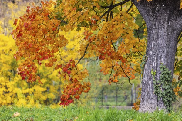 Maple with colorful leaves. The landscape is colorful in autumn. Stuttgart, Baden-Württemberg, Germany