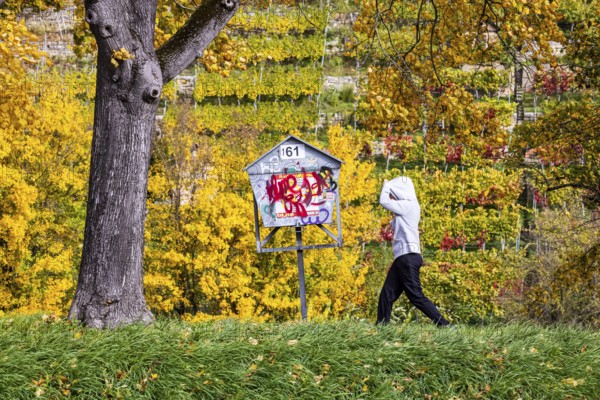 Autumn on the Neckar in Stuttgart-Münster. A tree with brightly colored leaves. The landscape in the Neckar Valley is popular with walkers. Stuttgart, Baden-Württemberg, Germany