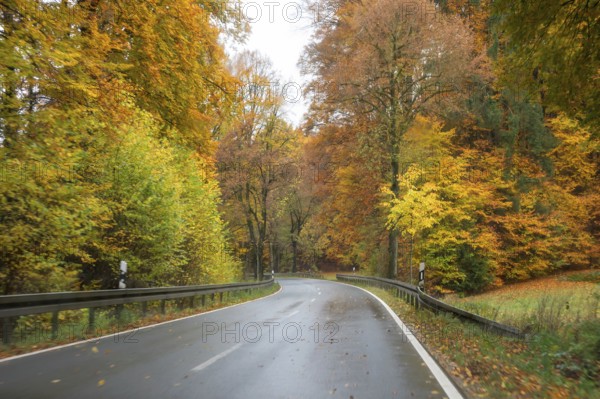 Mixed forest in autumn colors in Franconia on the B2 Nuremberg-Bayreuth, Upper Franconia, Bavaria, Germany