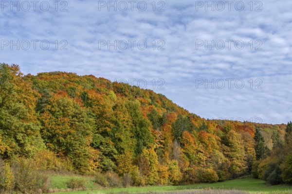 Herbstlicher Mischwald, Egloffstein, Franconian Switzerland, Upper Franconia, Bavaria, Germany