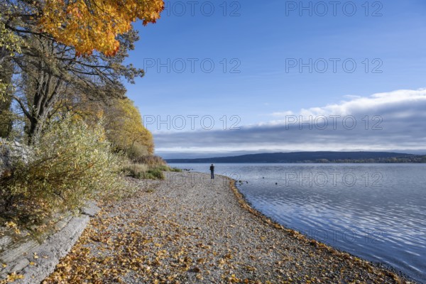 Gravel shore, pebble beach, Lake Constance shore at Mettnaupark near Radolfzell am Lake Constance, surrounded by autumn vegetation, Konstanz district, Baden-Württemberg, Germany