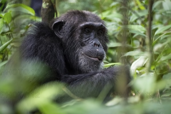 Beautiful animal portrait, chimpanzee (Pan Troglodytes), adult male among leaves in the jungle, Kibale National Park, Uganda
