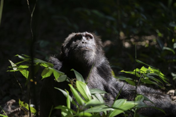 Animal portrait, chimpanzee (Pan Troglodytes), adult male looking up in the jungle, Kibale National Park, Uganda