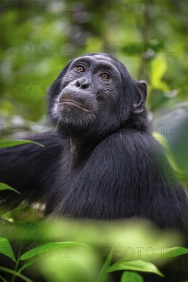 Animal portrait, chimpanzee (Pan Troglodytes) looking longingly, hopeful, adult male between leaves in the jungle, Kibale National Park, Uganda