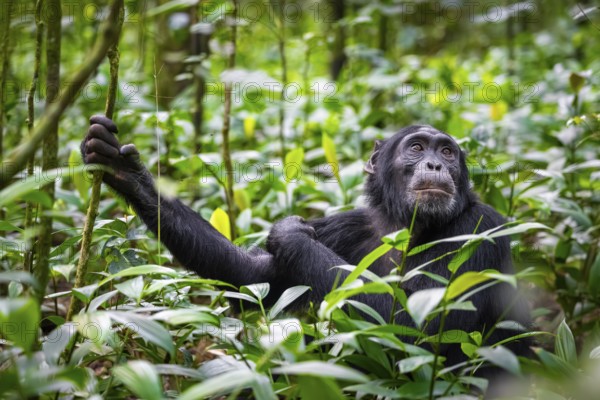 Animal portrait, chimpanzee (Pan Troglodytes), adult male among leaves in jungle, Kibale National Park, Uganda