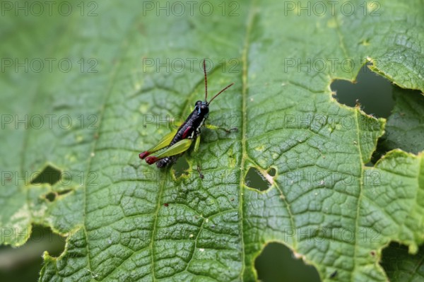 Green black grasshopper (Orthoptera) on a stem, Bwindi Impenetrable Forest, Uganda