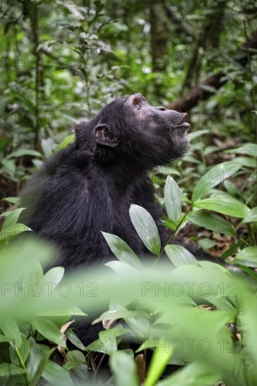 Chimpanzee (Pan Troglodytes) calling, male on ground, jungle in Kibale National Park, Uganda
