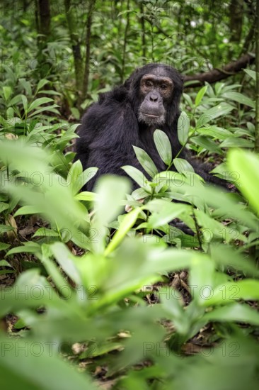 Chimpanzee (Pan Troglodytes), male on the ground, jungle in Kibale National Park, Uganda