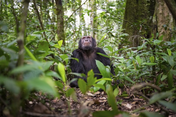 Chimpanzee (Pan Troglodytes), male looking up with hope, jungle in Kibale National Park, Uganda