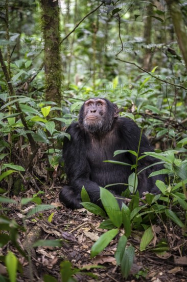 Chimpanzee (Pan Troglodytes), male on the ground, jungle in Kibale National Park, Uganda