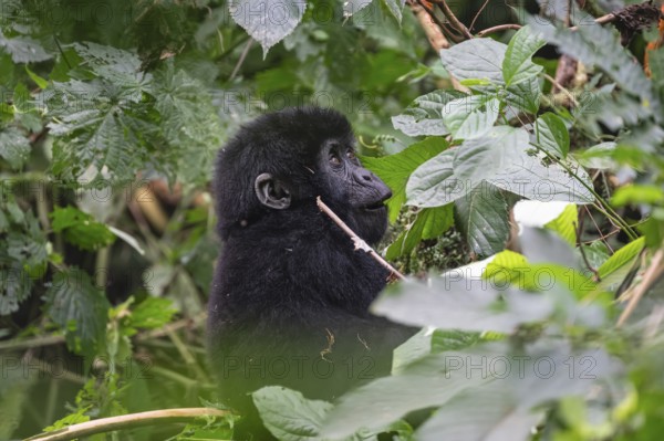 Mountain gorilla (Gorilla beringei beringei), juvenile, eats leaves, Bwindi Impenetrable Forest, Uganda