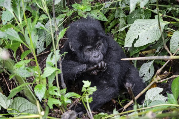 Mountain gorilla (Gorilla beringei beringei), juvenile, Bwindi Impenetrable Forest, Uganda