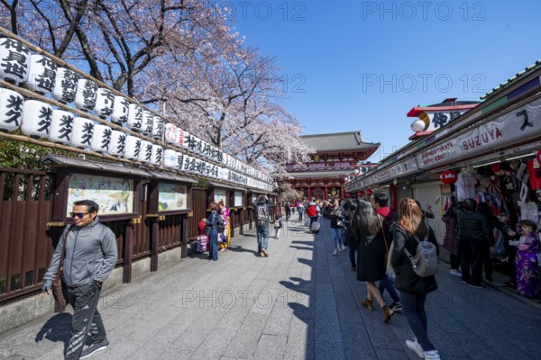 Nakamise-dori shopping street with lanterns, Hozomon Gate of Asakusa Shrine or Senso-ji Temple, blooming cherry trees, Buddhist temple complex, Asakusa, Tokyo, Japan