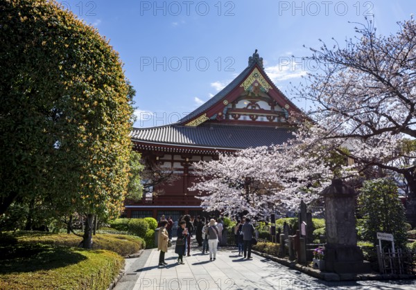 Blooming cherry trees and red-gold roof gable of a temple building, Buddhist temple complex, Asakusa shrine or Senso-ji temple, Asakusa, Tokyo, Japan