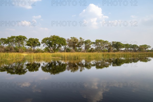 Trees reflected in water, river landscape, Thamalakane River, Okavango Delta, Botswana