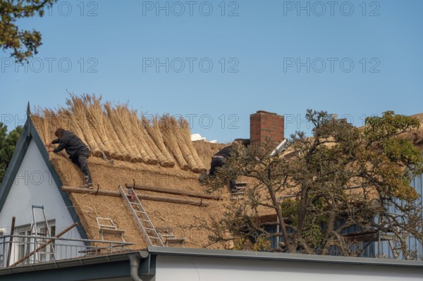 A thatched roof is covered, Wieck a. Darß, Baltic Sea, Mecklenburg-Western Pomerania, Germany