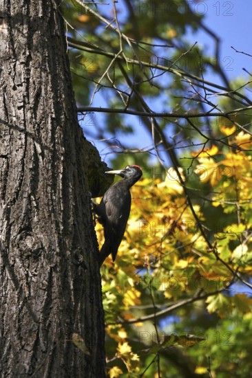 Black woodpecker (Dryocopus martius) on a tree trunk, autumn, Germany