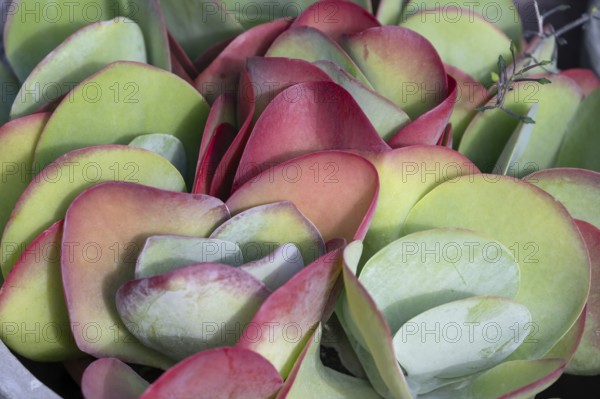 Leaves of the fat hen (Sedum), Bavaria, Germany