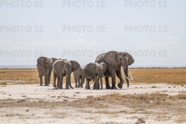 African elephants (Loxodonta africana), herd in dry savanna, Amboseli National Park, Rift Valley Province, Kenya