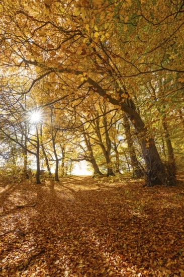 Bright autumn forest with large trees along a sunny hiking trail. Golden leaves cover the ground, warm light and clear air create Indian summer atmosphere, Swabian Jura, Baden-Württemberg, Germany