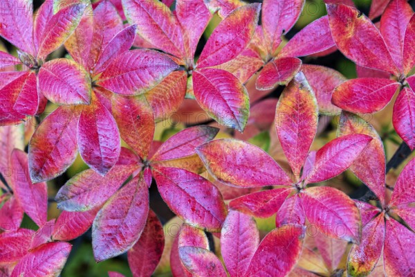 Azalea (Azalea), red colored autumn leaves, autumn colors, Baden-Württemberg, Germany