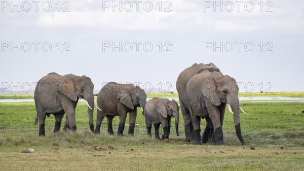 African elephant (Loxodonta africana), herd, Amboseli National Park, Rift Valley Province, Kenya