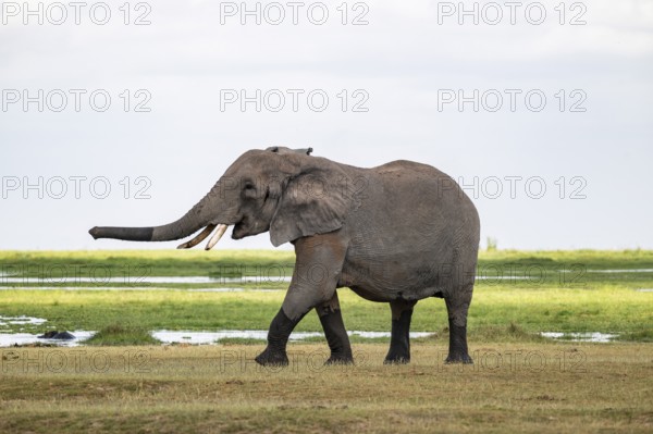 African elephant (Loxodonta africana), bull elephant, Amboseli National Park, Rift Valley Province, Kenya