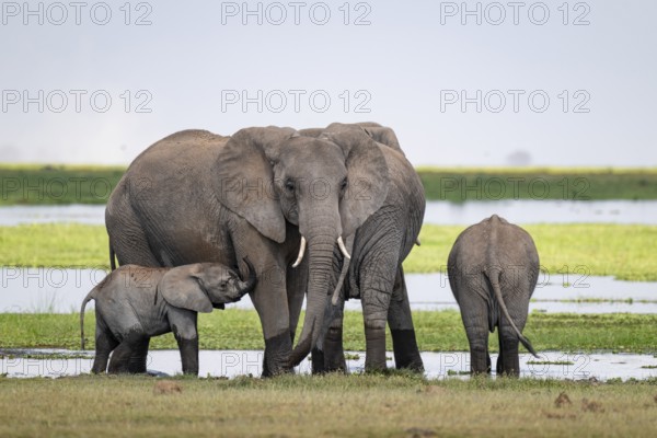 African elephant (Loxodonta africana), mother and young, near water, Amboseli National Park, Rift Valley Province, Kenya