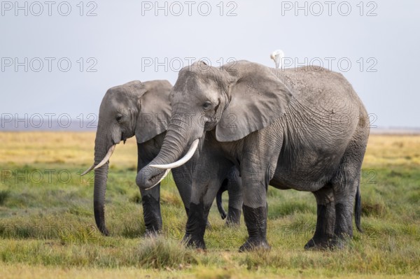 African elephant (Loxodonta africana), two animals in Longinye swamp with herons (Bubulcus ibis), Amboseli National Park, Rift Valley Province, Kenya