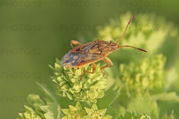 Light pore bug (Stictopleurus abutilon), beautiful mallow glass wing bug on rolled milkweed (Euphorbia myrsinites), Germany