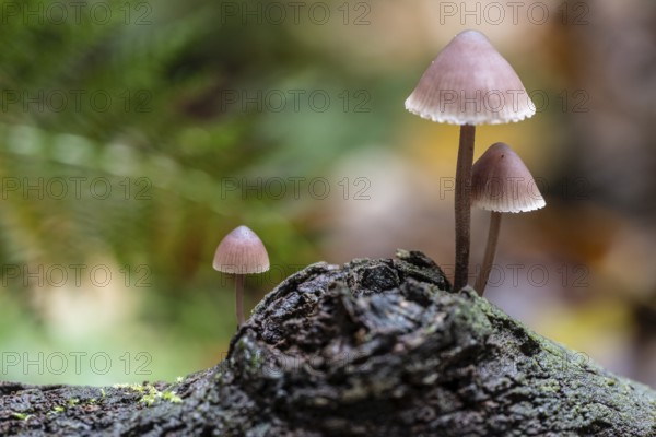 Large blood helmet (Mycena haematopus), Emsland, Lower Saxony, Germany