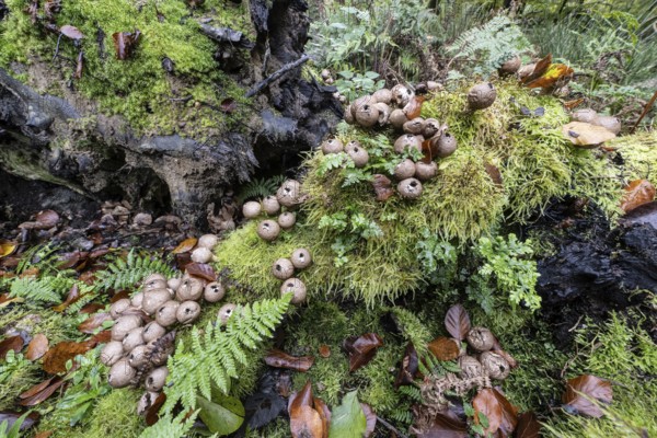 Pear Stäubling (Lycoperdon pyriforme), Emsland, Lower Saxony, Germany