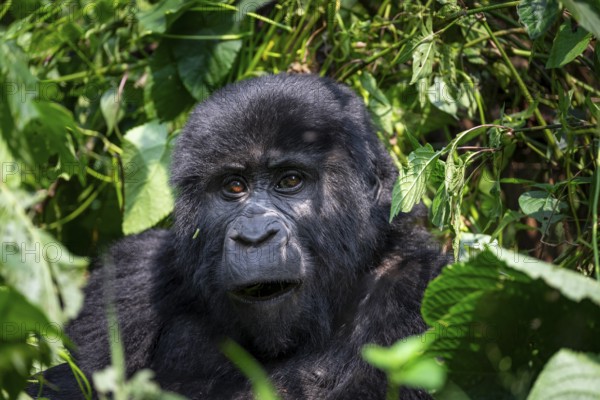 Mountain gorilla (Gorilla beringei beringei), between leaves, animal portrait, Bwindi Impenetrable Forest, Uganda