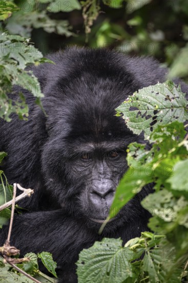 Mountain gorilla (Gorilla beringei beringei), among leaves, Bwindi Impenetrable Forest, Uganda