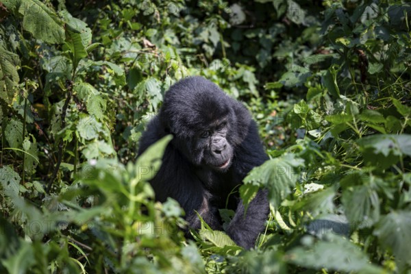 Mountain gorilla (Gorilla beringei beringei), among leaves, Bwindi Impenetrable Forest, Uganda