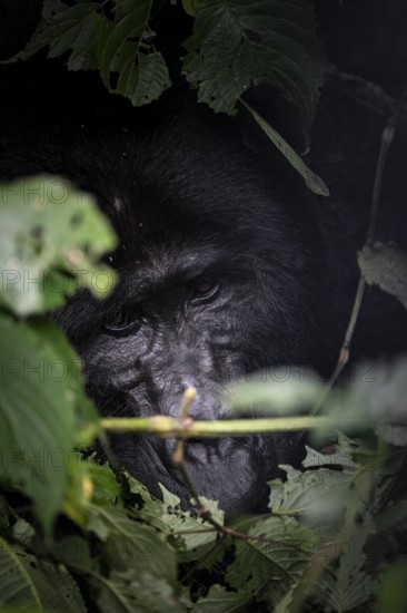Mountain gorilla (Gorilla beringei beringei), adult male, silverback, animal portrait, among leaves, Bwindi Impenetrable Forest, Uganda