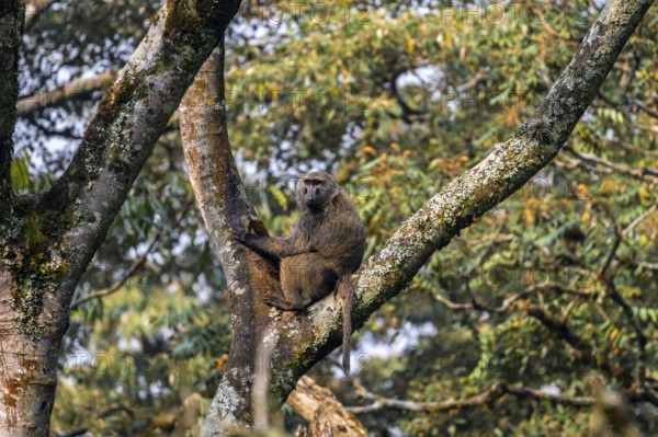 Anubispavian or green baboon (Papio anubis) sitting in a tree in a branch fork, Bwindi Impenetrable Forest, Uganda